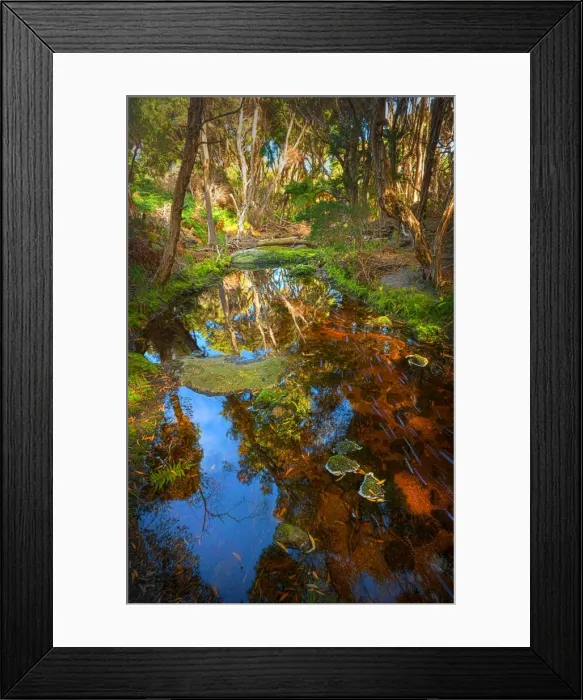 Framed Print : Fotheringate creek and rainforest, Lacota, Strzelecki range, Flinders Island Tasmania Framed Print : Fotheringate creek and rainforest, Lacota, Strzelecki range, Flinders Island Tasmania