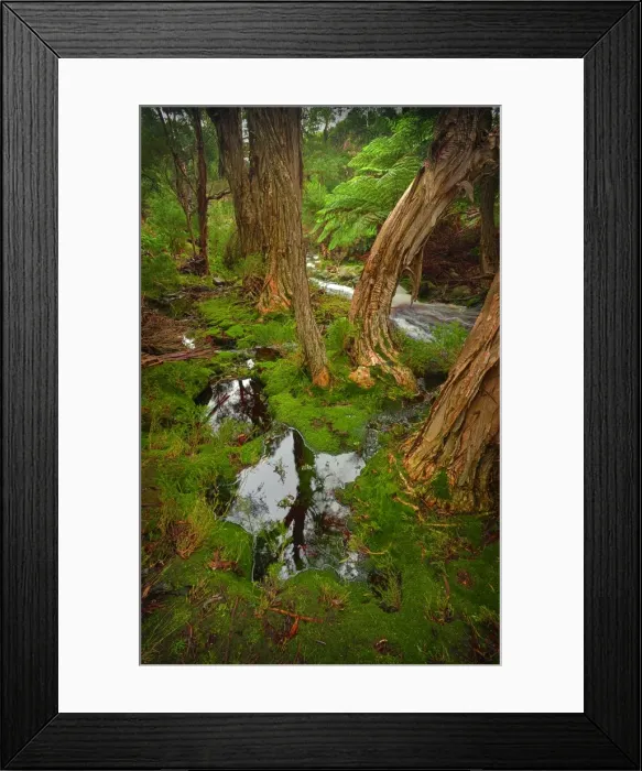 Framed Print : Fotheringate creek and rainforest, Lacota, Strzelecki range, Flinders Island Tasmania