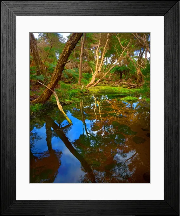 Framed Print : Fotheringate creek and rainforest, Lacota, Strzelecki range, Flinders Island Tasmania