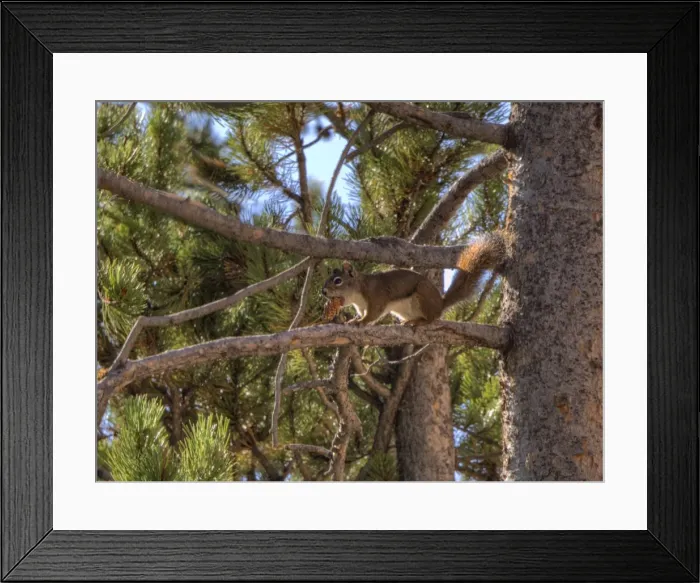 Framed Print : A Grey Squirrel feeding in the Branch of a Pine Tree, Grand Teton National Park, Wyoming, USA Framed Print : A Grey Squirrel feeding in the Branch of a Pine Tree, Grand Teton National Park, Wyoming, USA