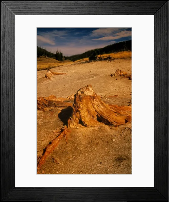 Framed Print : A petrified tree, Yellowstone National Park, Wyoming, USA Framed Print : A petrified tree, Yellowstone National Park, Wyoming, USA