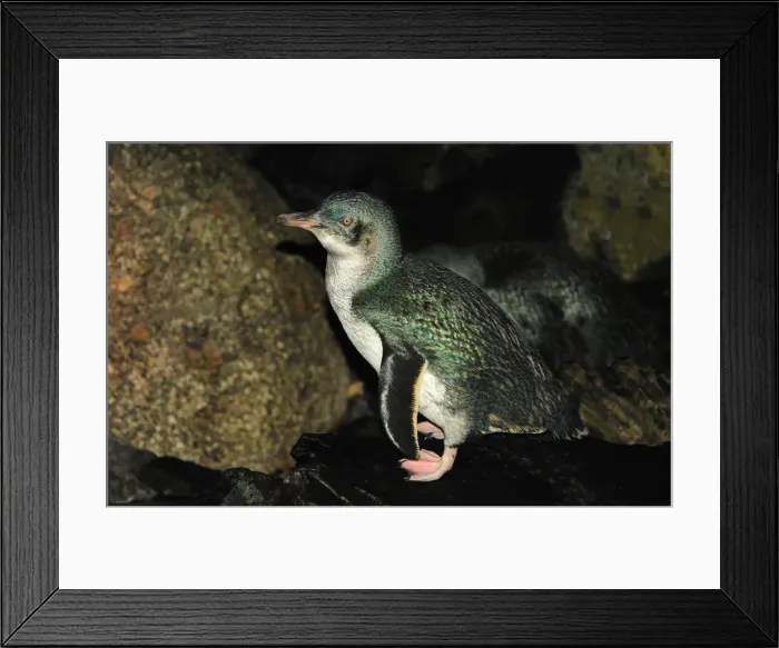 Framed Print : King Island, Bass Strait, Tasmania