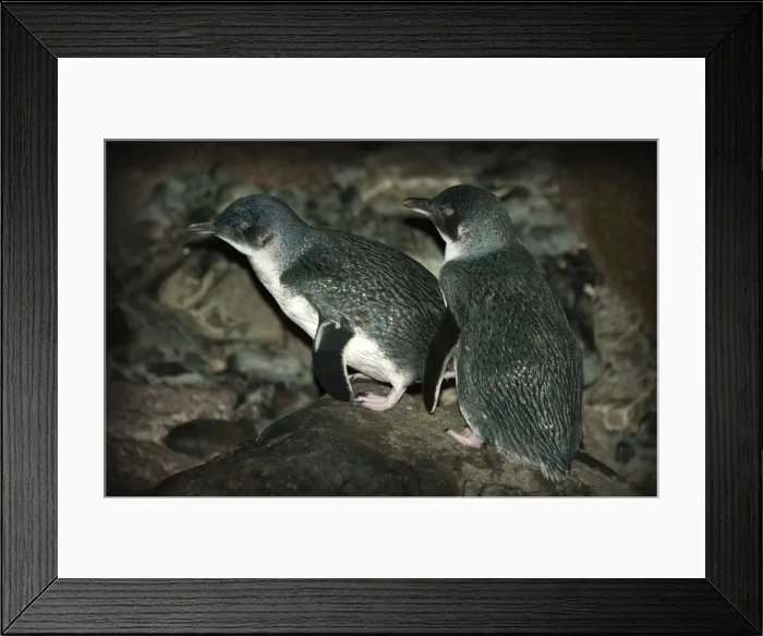 Framed Print : King Island, Bass Strait, Tasmania Framed Print : King Island, Bass Strait, Tasmania