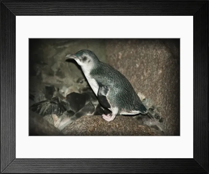 Framed Print : King Island, Bass Strait, Tasmania