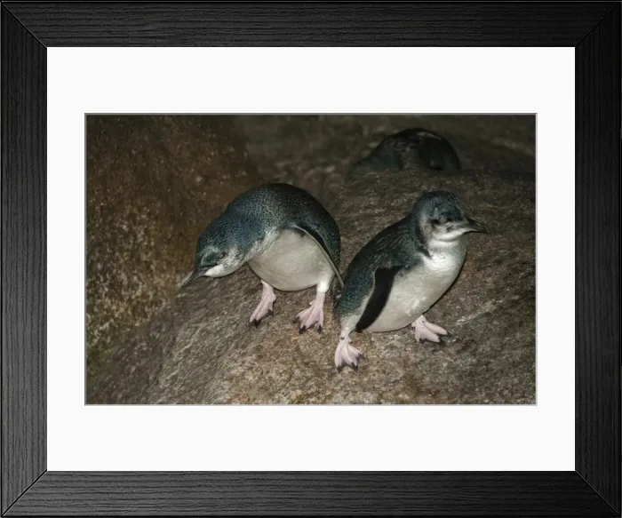 Framed Print : King Island, Bass Strait, Tasmania Framed Print : King Island, Bass Strait, Tasmania