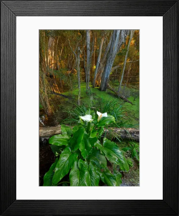 Framed Print : Arrum Lillies, King Island, Bass Strait, Tasmania Framed Print : Arrum Lillies, King Island, Bass Strait, Tasmania