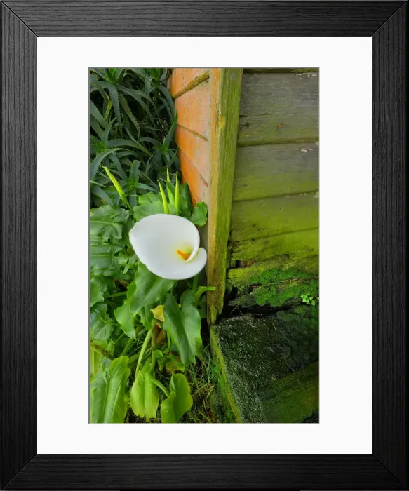 Framed Print : Arrum Lillies, King Island, Bass Strait, Tasmania