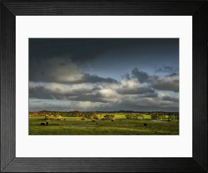 Framed Print : Cattle grazing contentedly on King Island, Bass Strait, Tasmania