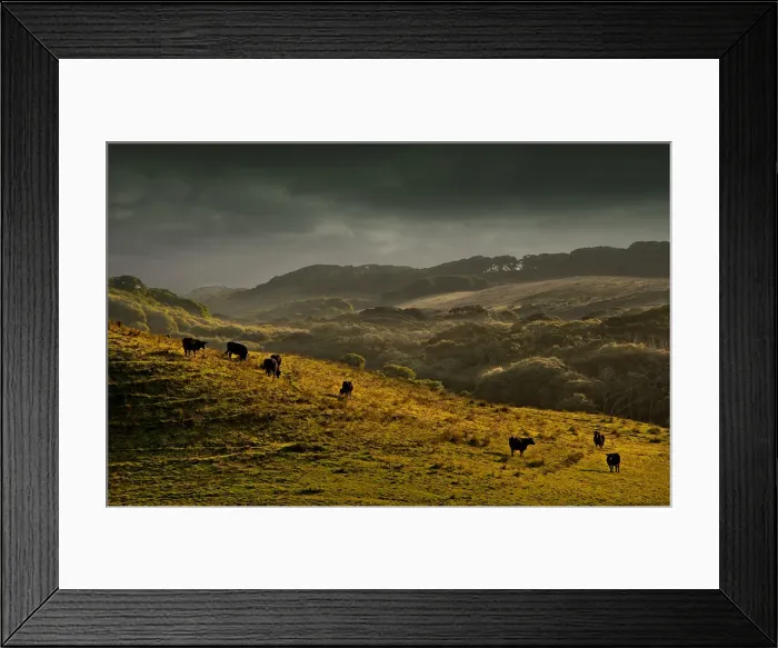 Framed Print : Cattle grazing in afternoon light on King Island, Bass Strait, Tasmania