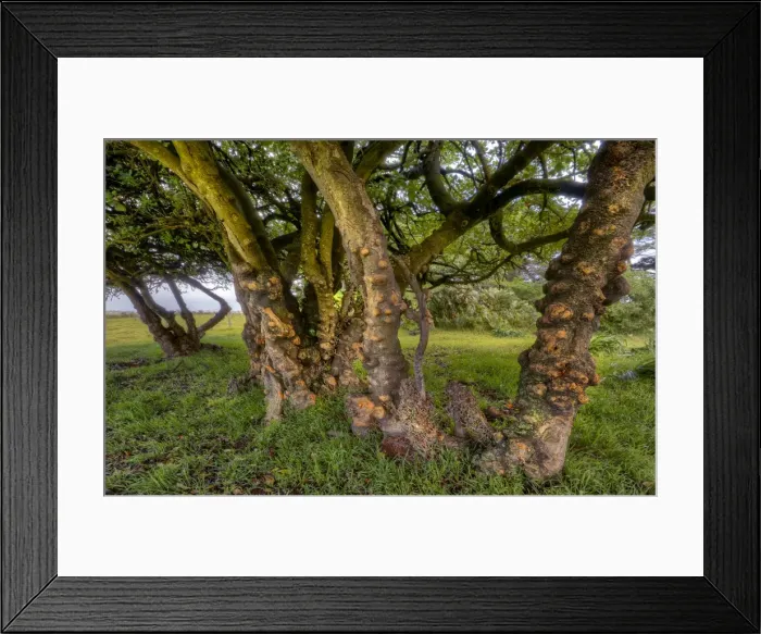 Framed Print : Gnarled trees, King Island, Bass Strait, Tasmania Framed Print : Gnarled trees, King Island, Bass Strait, Tasmania