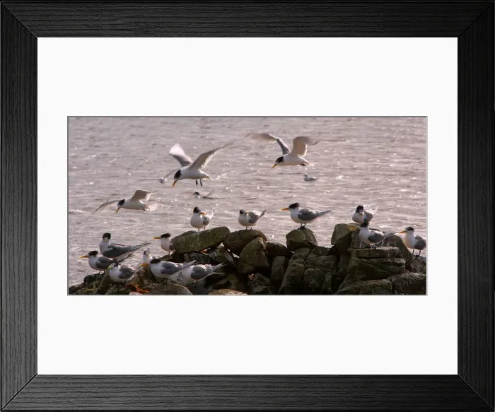 Framed Print : Hooded Terns, King Island, Bass Strait, Tasmania