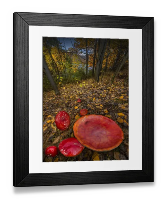 Framed Print : Fly Agaric, in a forest near Twizel, New Zealand, South Island