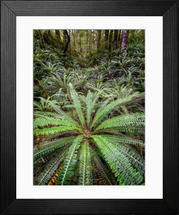 Framed Print : Fern glade, Fjordland, New Zealand south island Framed Print : Fern glade, Fjordland, New Zealand south island