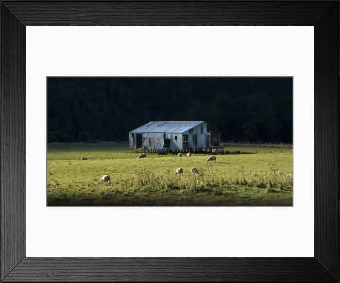 Framed Print : Sheep Grazing Eglinton valley New Zealand, south island