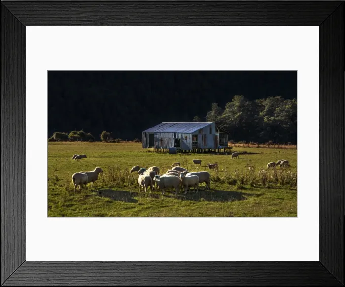 Framed Print : Sheep Grazing Eglinton valley New Zealand, south island