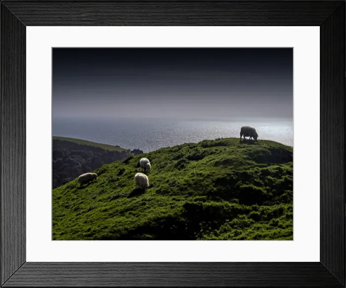 Framed Print : Rolling coastal countryside and grazing sheep in Dorset, England