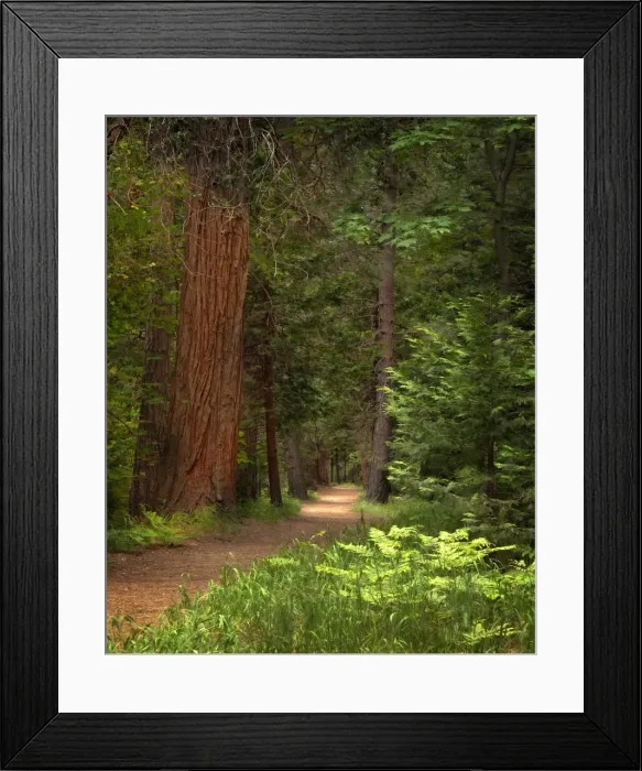 Framed Print : Forest Trail, Yosemite National Park, California