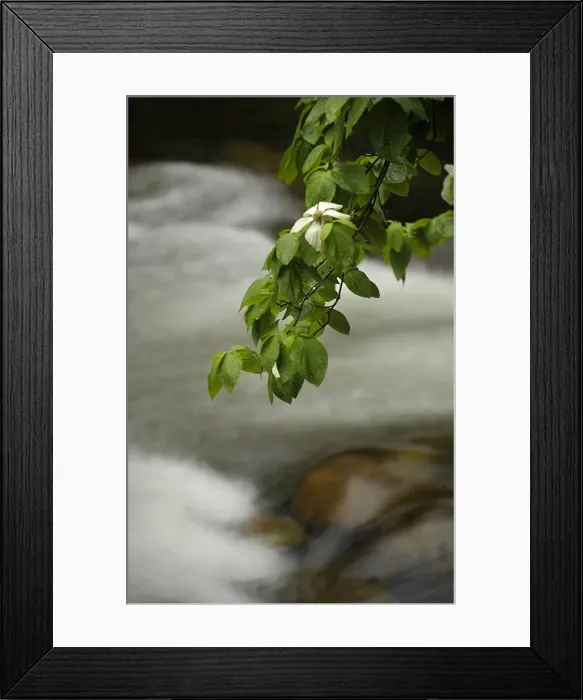 Framed Print : Dogwoods in bloom, Springtime in Yosemite National Park, California Framed Print : Dogwoods in bloom, Springtime in Yosemite National Park, California