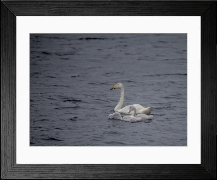 Framed Print : Whooper Swan with chicks, Shetland Island Scotland
