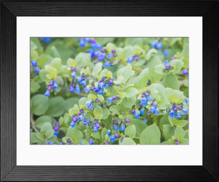 Framed Print : Wildflowers blooming in the summer, Shetland Islands, Scotland, United Kingdom