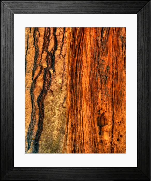 Framed Print : Textures of bark, Yosemite National Park, California
