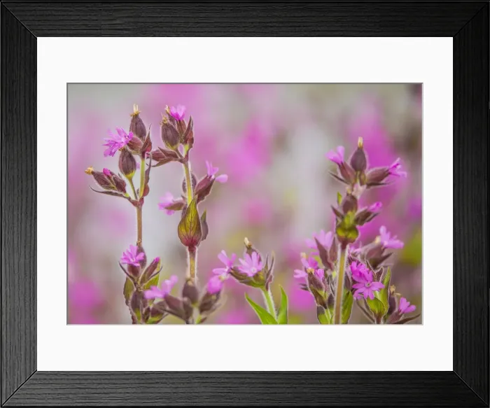Framed Print : Wildflowers blooming in the summer, Shetland Islands, Scotland, United Kingdom Framed Print : Wildflowers blooming in the summer, Shetland Islands, Scotland, United Kingdom