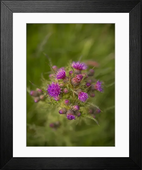 Framed Print : Wildflowers blooming in the summer, Shetland Islands, Scotland, United Kingdom
