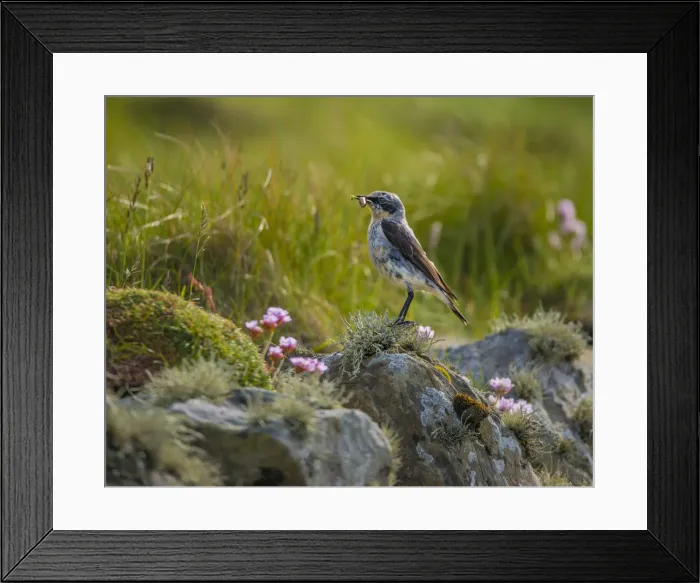 Framed Print : Flycatcher with insect, Shetland Islands, Scotland