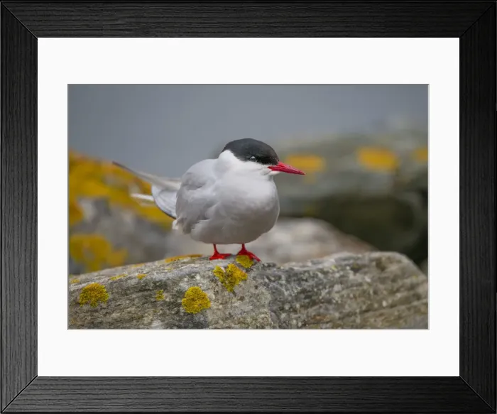 Framed Print : Sitting Tern, shetland Island, Scotland Framed Print : Sitting Tern, shetland Island, Scotland