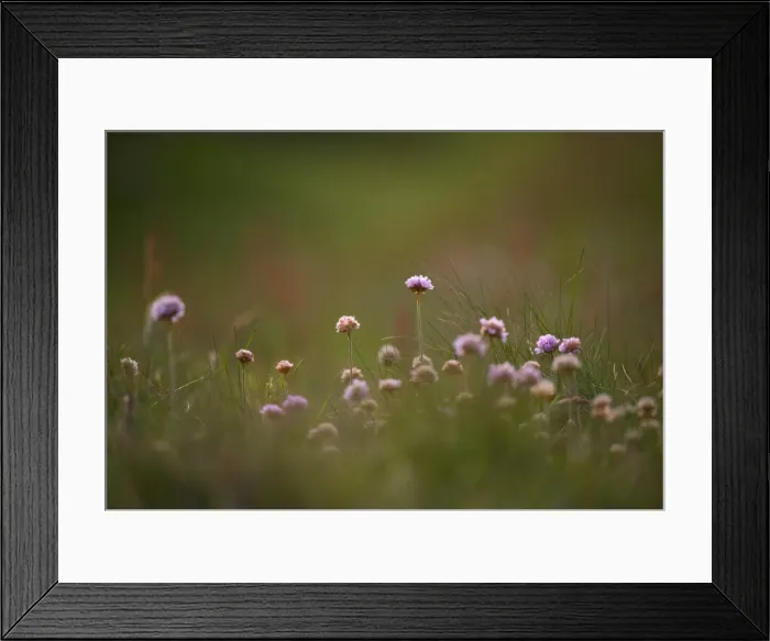 Framed Print : Wildflowers blooming in the summer, Shetland Islands, Scotland, United Kingdom