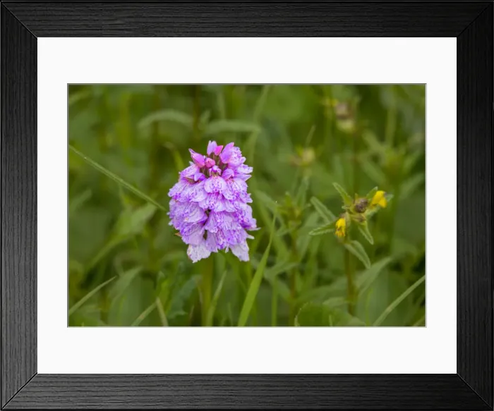 Framed Print : Wildflowers blooming in the summer, Shetland Islands, Scotland, United Kingdom Framed Print : Wildflowers blooming in the summer, Shetland Islands, Scotland, United Kingdom