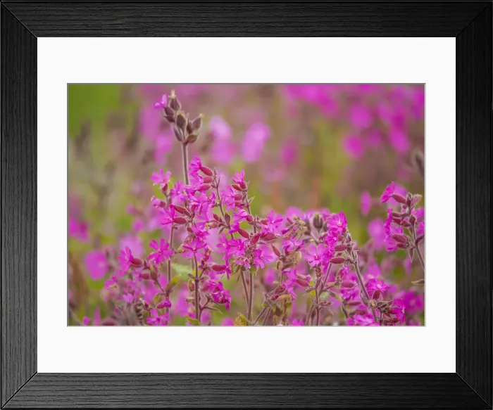 Framed Print : Wildflowers blooming in the summer, Shetland Islands, Scotland, United Kingdom Framed Print : Wildflowers blooming in the summer, Shetland Islands, Scotland, United Kingdom