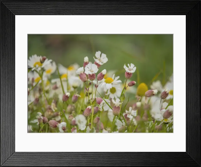 Framed Print : Wildflowers blooming in the summer, Shetland Islands, Scotland, United Kingdom