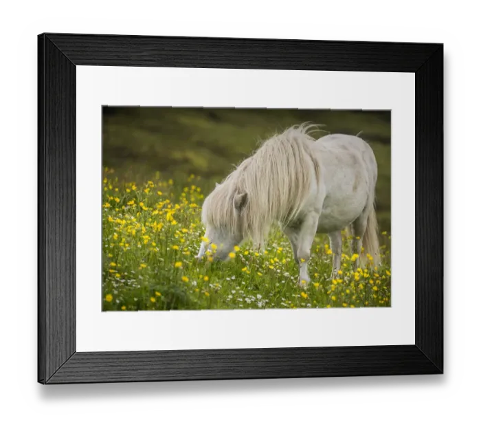 Framed Print : Shetland Pony, Shetland Islands, Scotland