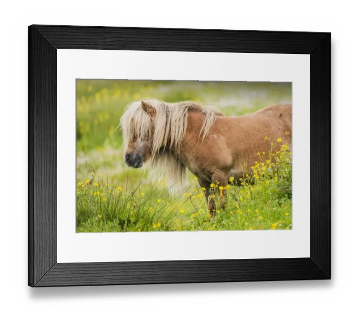 Framed Print : Shetland Pony, Shetland Islands, Scotland