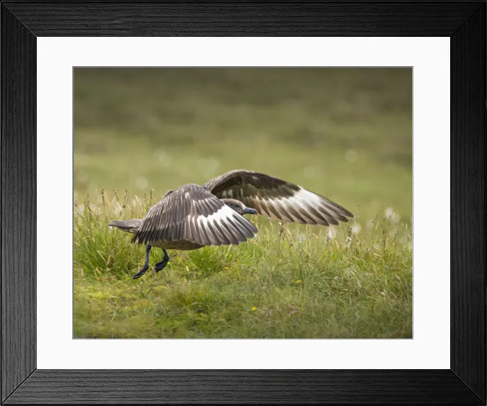 Framed Print : Skua taking off, Shetland Islands, Scotland Framed Print : Skua taking off, Shetland Islands, Scotland