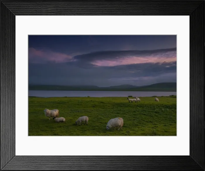 Framed Print : Spiggie, Shetland Islands, Scotland
