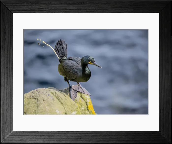 Framed Print : Shag, shetland Islands, Scotland Framed Print : Shag, shetland Islands, Scotland