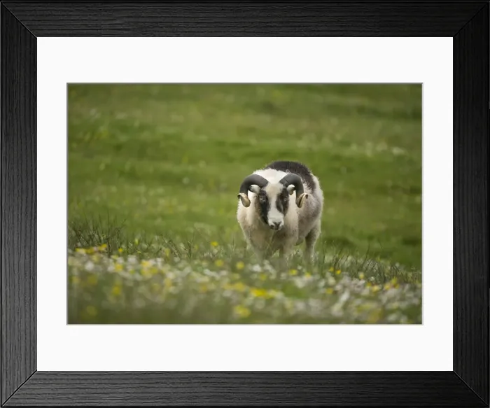 Framed Print : Sheep in pasture, shetland Islands, Scotland