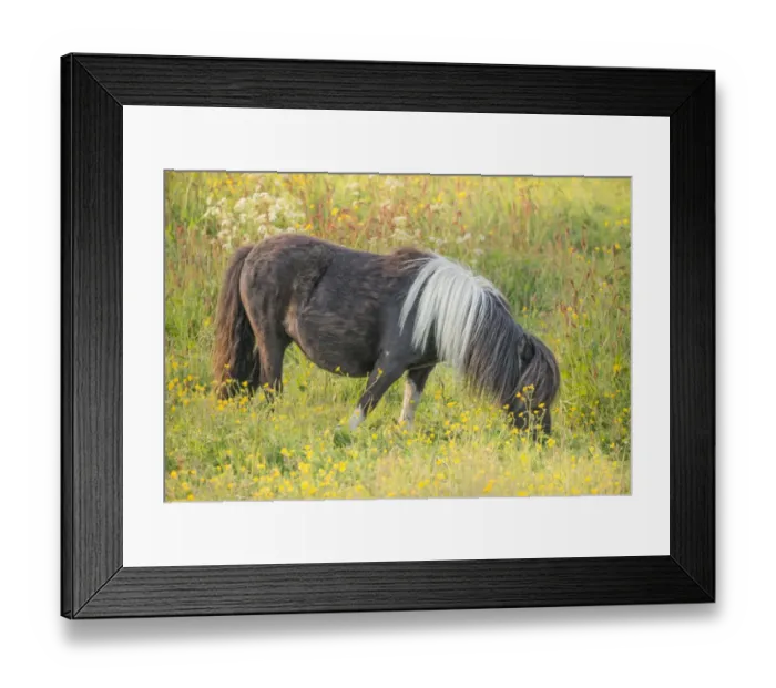 Framed Print : Shetland Pony, Shetland Islands, Scotland Framed Print : Shetland Pony, Shetland Islands, Scotland