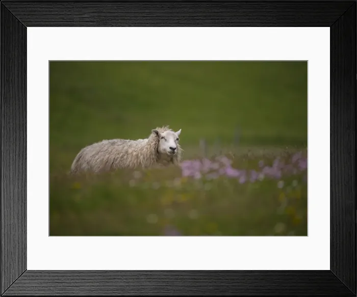 Framed Print : Sheep in pasture, shetland Islands, Scotland