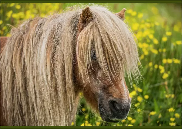 Shetland Pony, Shetland Islands, Scotland