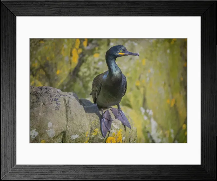 Framed Print : Shag, shetland Islands, Scotland
