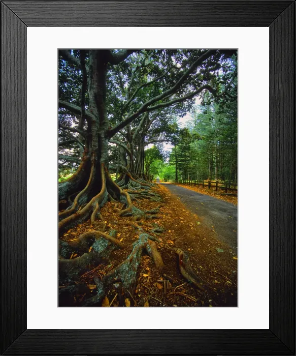 Framed Print : The Moreton Bay fig-trees that line New Farm road on Norfolk Island