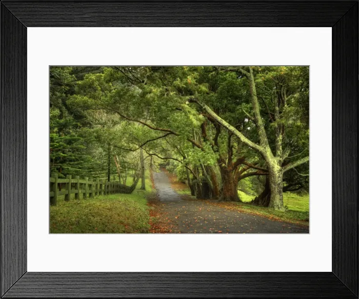 Framed Print : The Moreton Bay fig-trees that line New Farm road on Norfolk Island Framed Print : The Moreton Bay fig-trees that line New Farm road on Norfolk Island