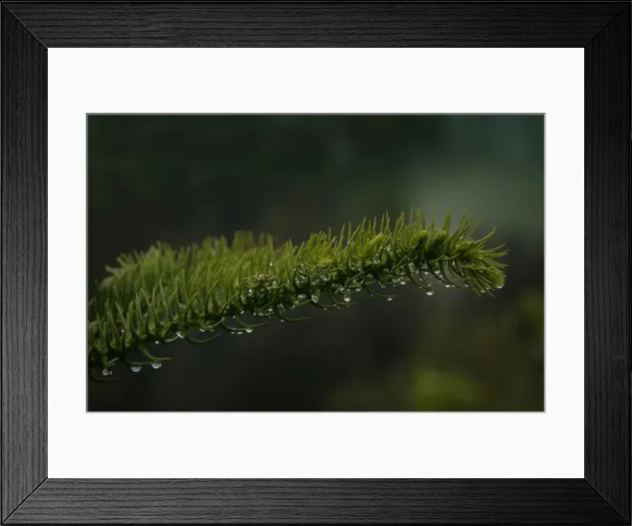 Framed Print : New growth, Norfolk Island pine