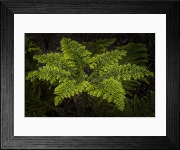 Framed Print : New growth, Norfolk Island pine Framed Print : New growth, Norfolk Island pine