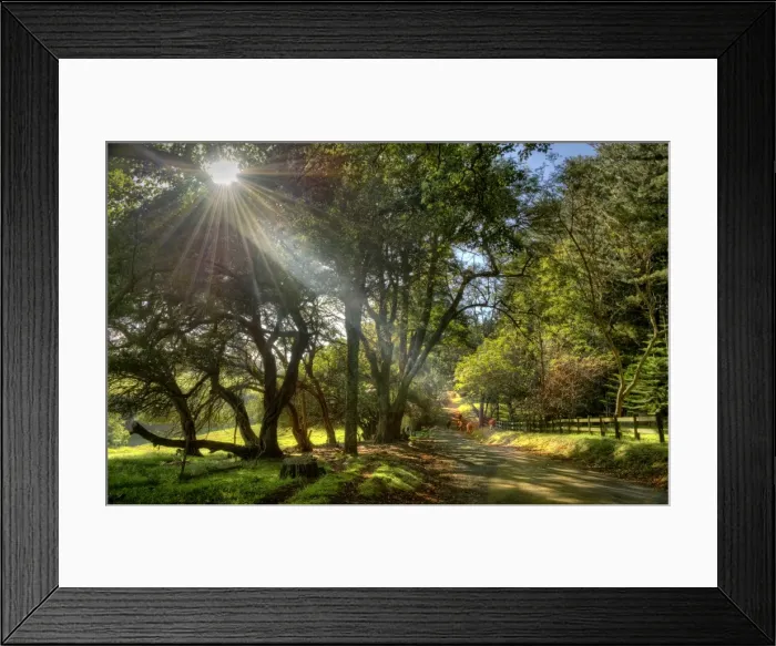 Framed Print : The Moreton Bay fig-trees that line New Farm road on Norfolk Island Framed Print : The Moreton Bay fig-trees that line New Farm road on Norfolk Island