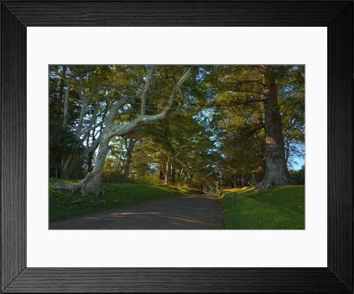 Framed Print : The Mount Pitt Road, Norfolk Island Framed Print : The Mount Pitt Road, Norfolk Island
