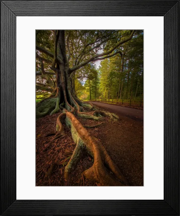 Framed Print : The Moreton Bay fig-trees that line New Farm road on Norfolk Island